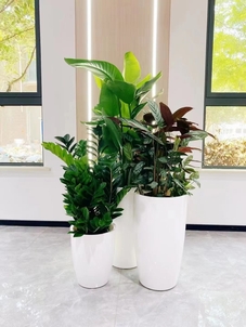 宁波镇海花木租摆